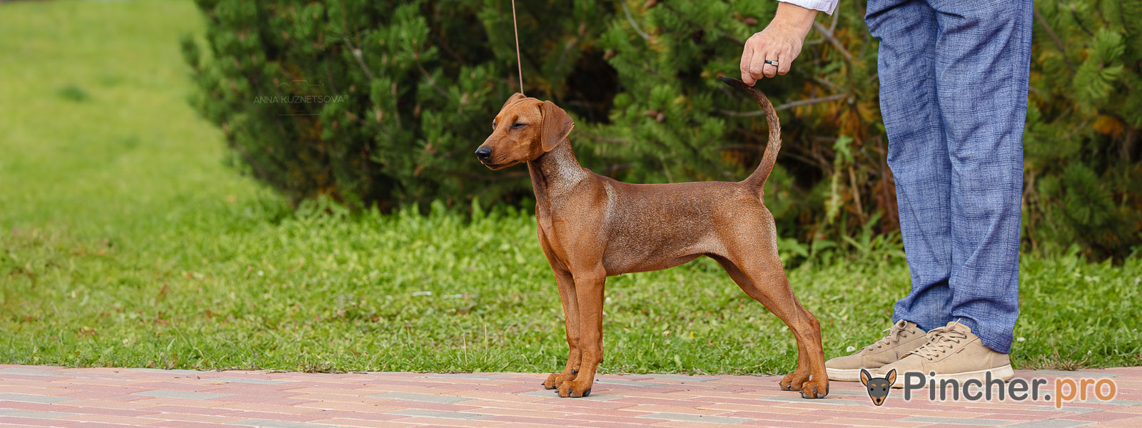 Щенок Немецкий пинчер