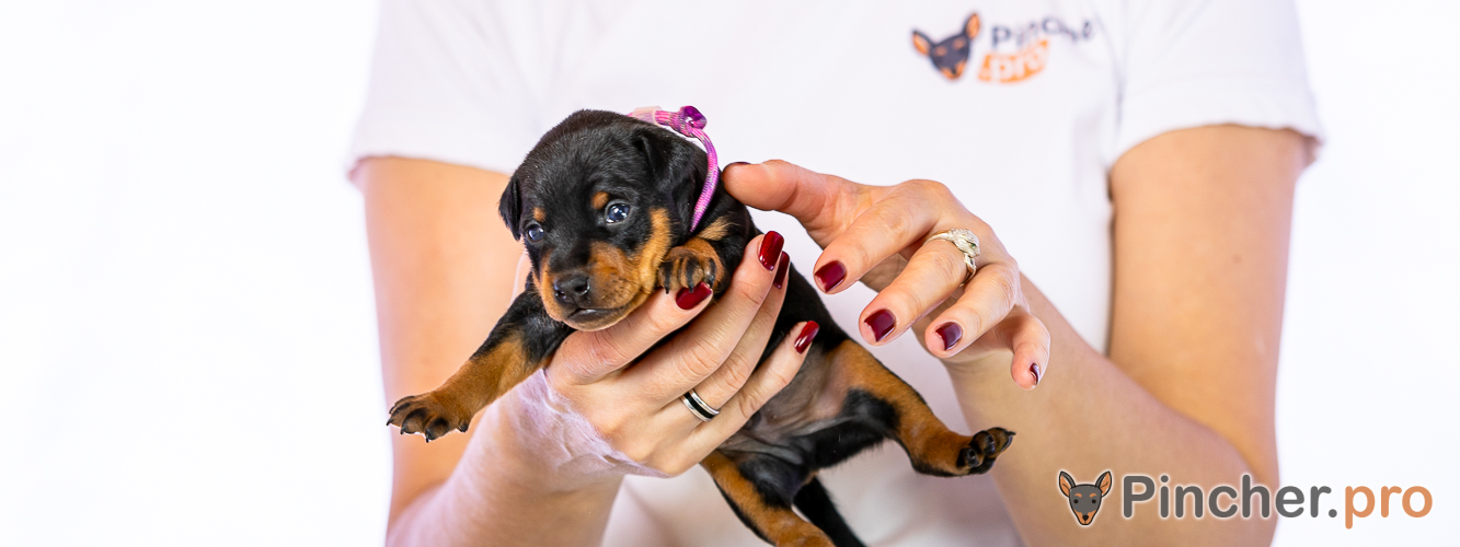 Щенок цвергпинчера