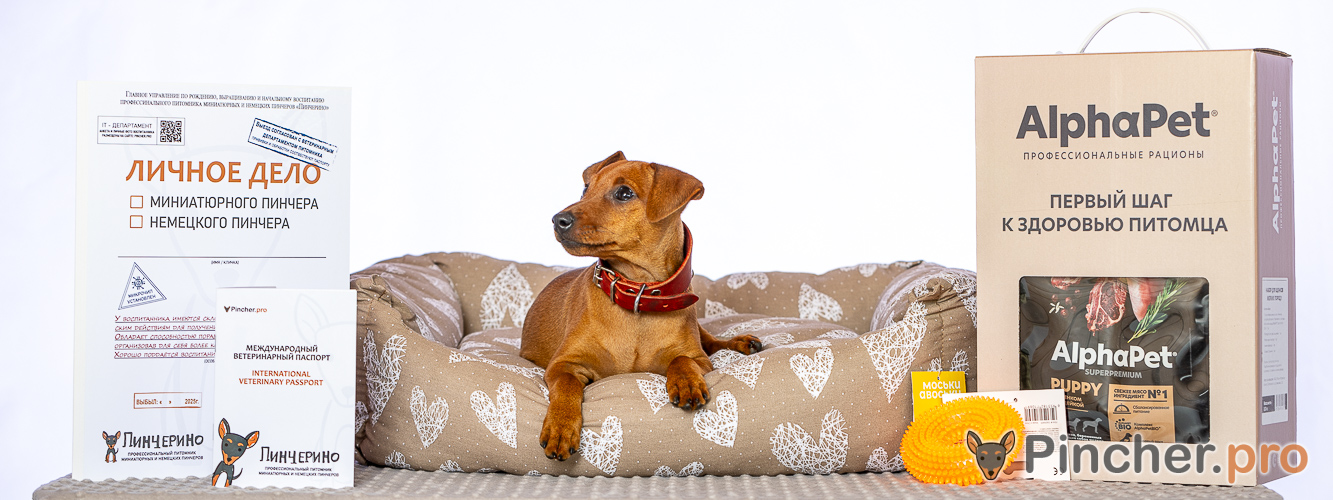 Щенок цвергпинчера