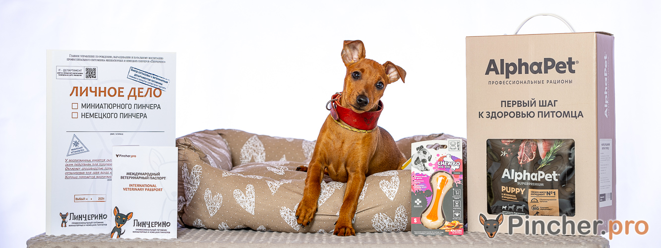 Щенок цвергпинчера