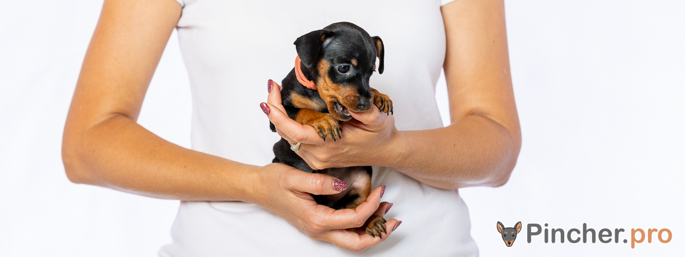 Щенок цвергпинчера