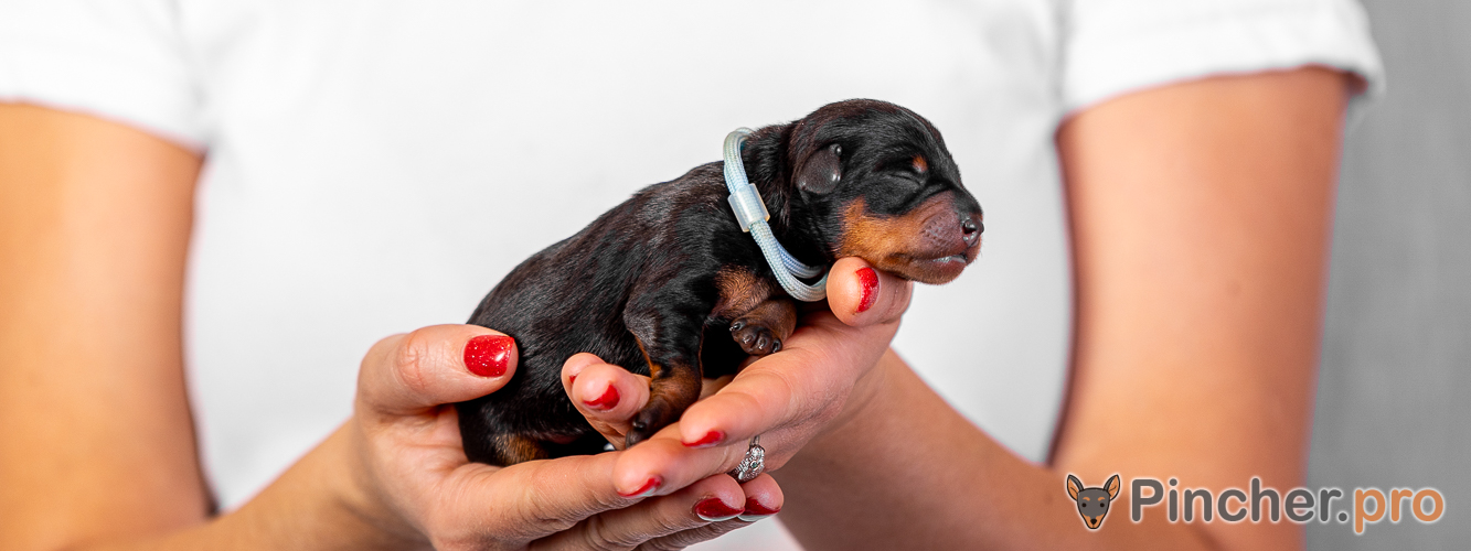 Щенок цвергпинчера