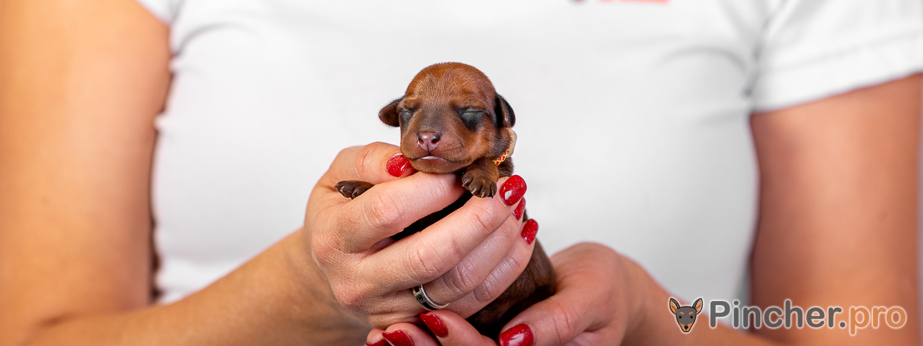 Щенок цвергпинчера