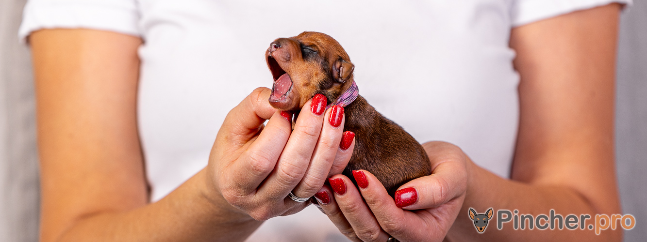 Щенок цвергпинчера