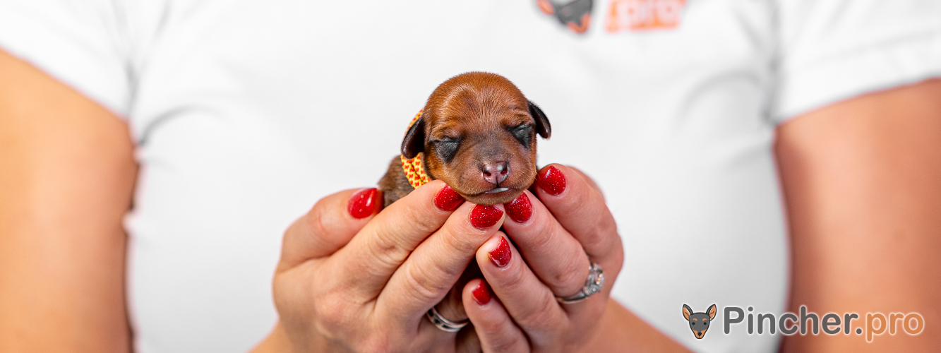 Щенок цвергпинчера