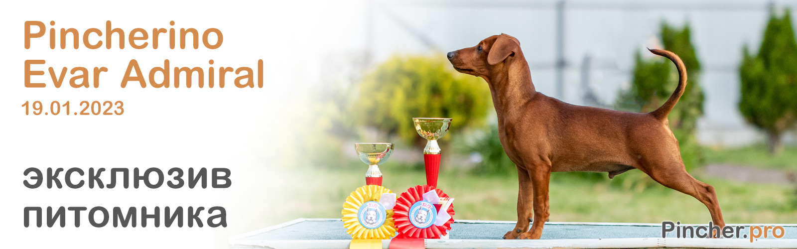 Щенок цвергпинчера