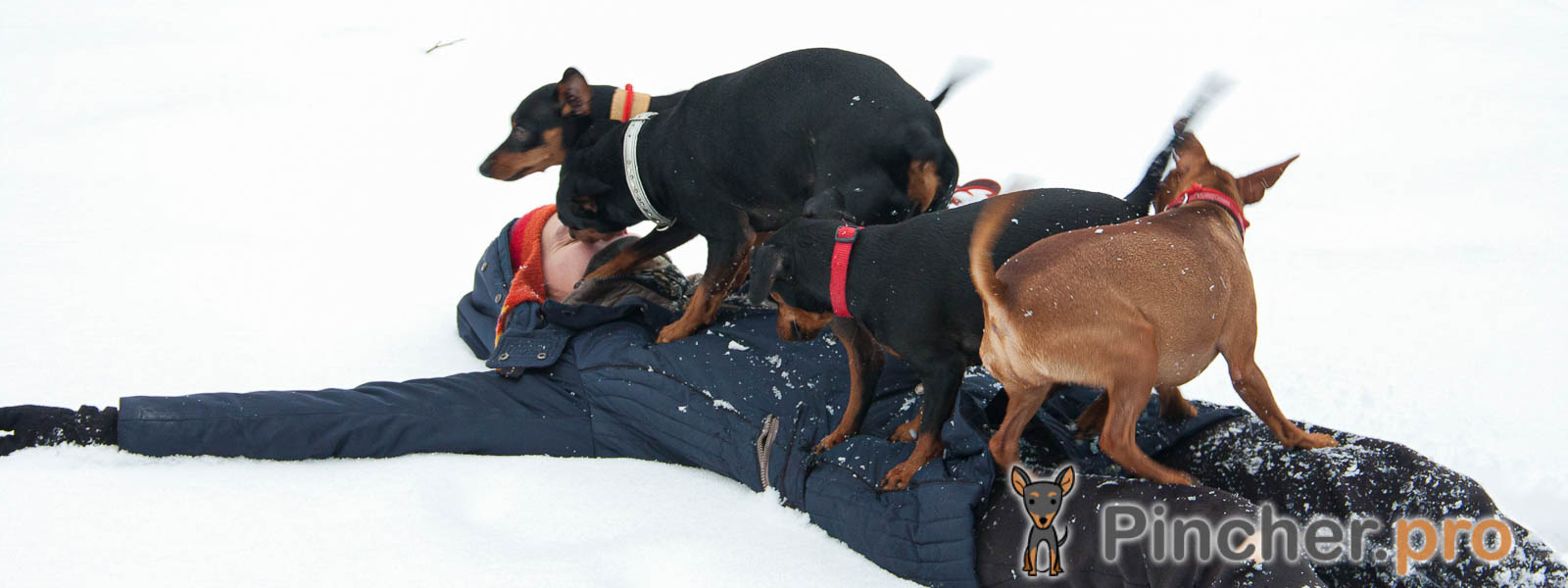 Зимние прогулки с цвергпинчером