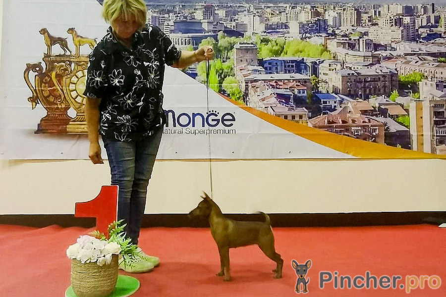 Армения. CACIB 27-29.09.2022