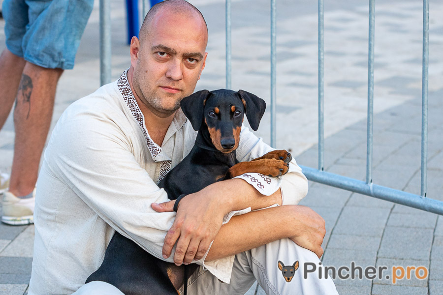 Немецкий пинчер Пинчерино Матта Берри