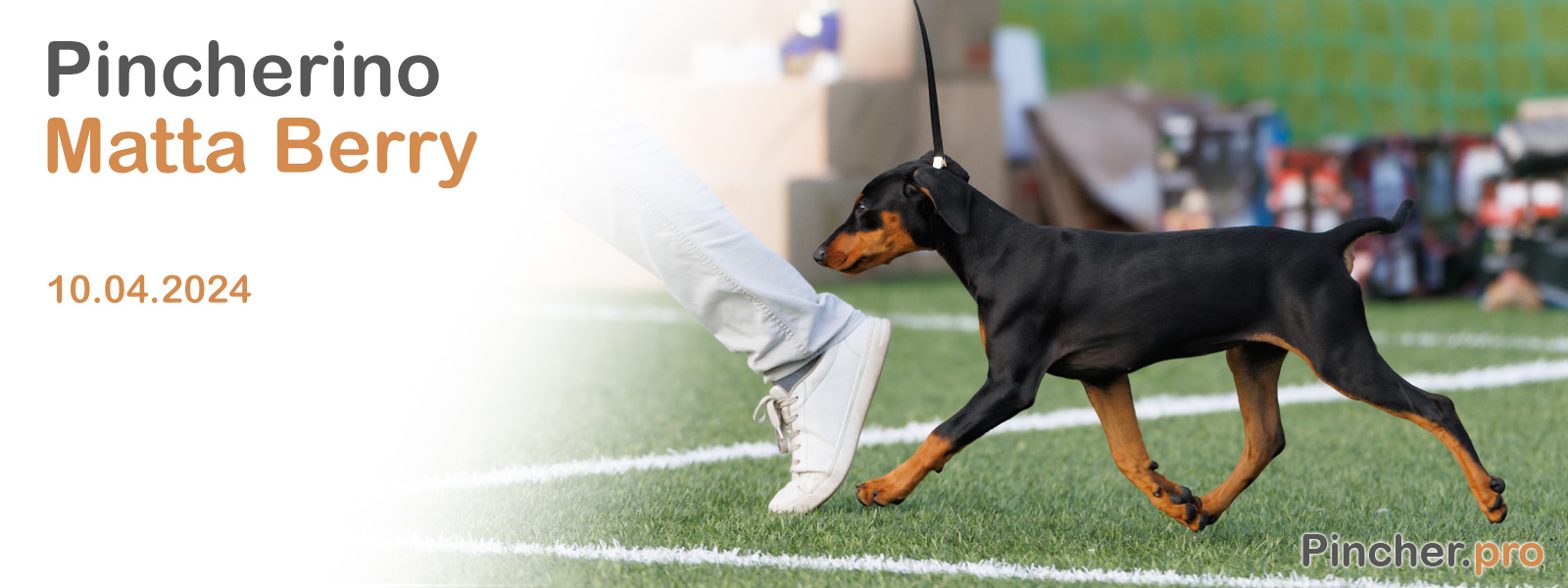 Немецкий пинчер Пинчерино Матта Берри