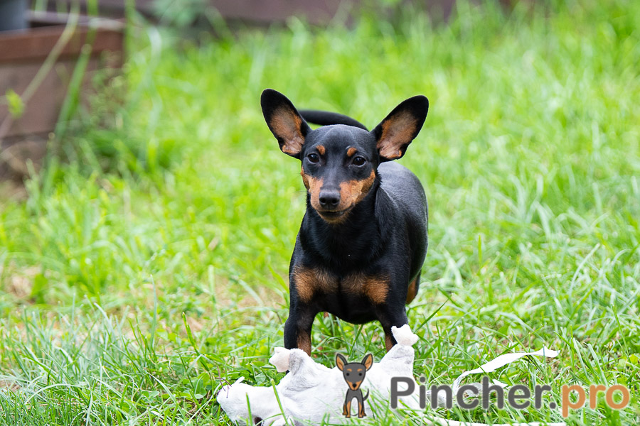 Dinamika Diva s Dvinskogo Berega