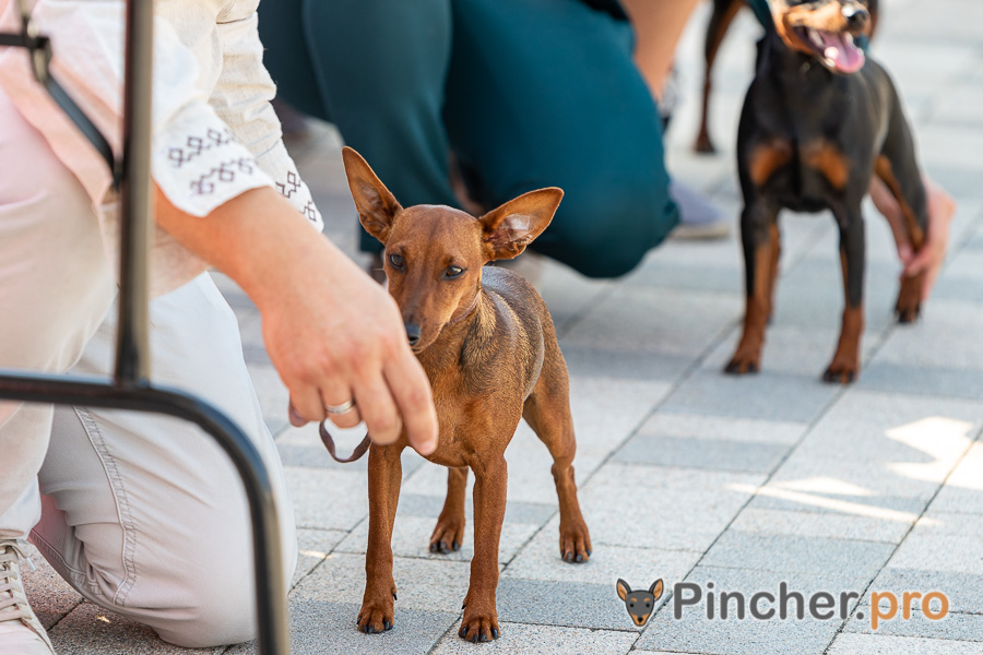 Щенок цвергпинчера