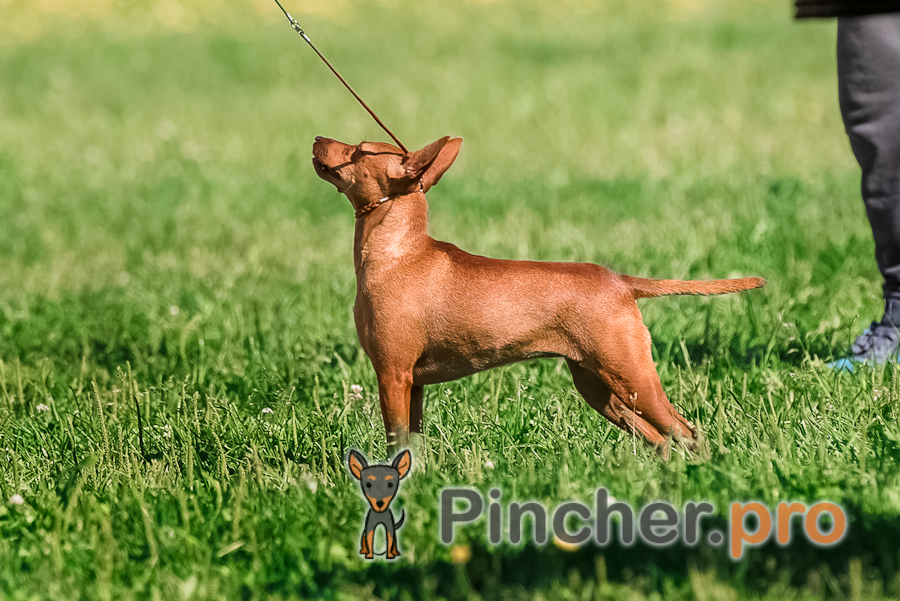 Фиелисс Ханни (Fieliss Hanny)