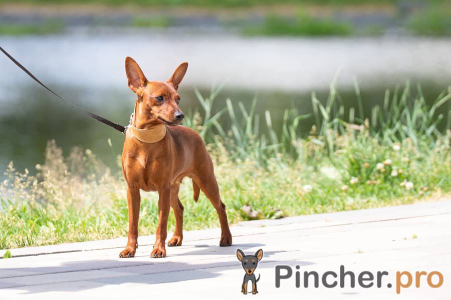 Diamond Egoist Intriga-Impresia