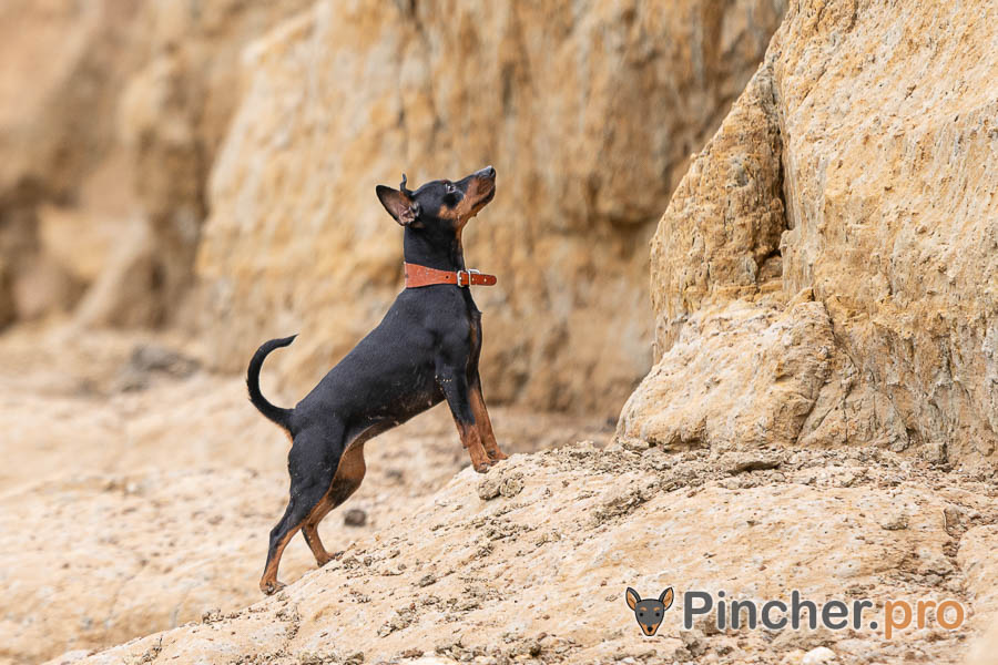 Щенок цвергпинчера