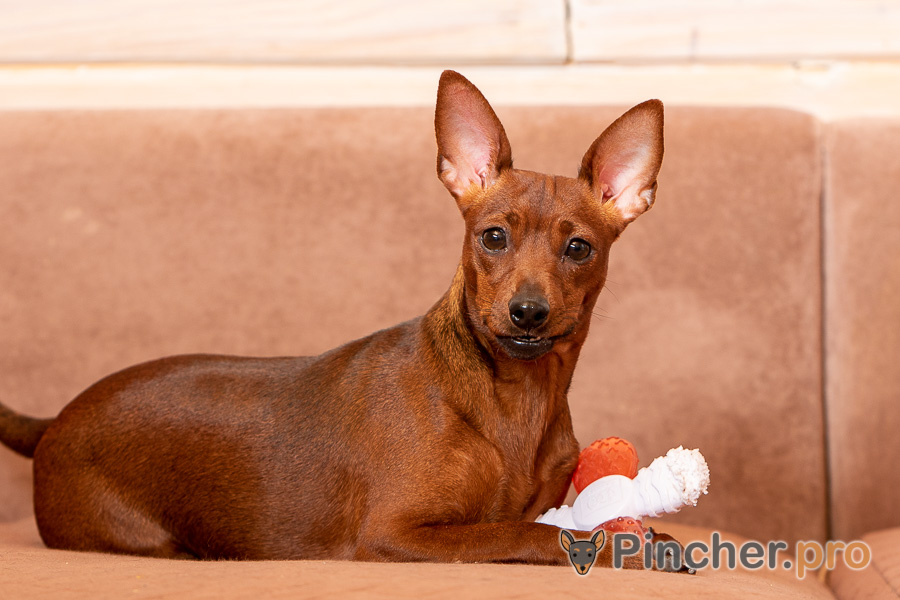 Щенок цвергпинчера