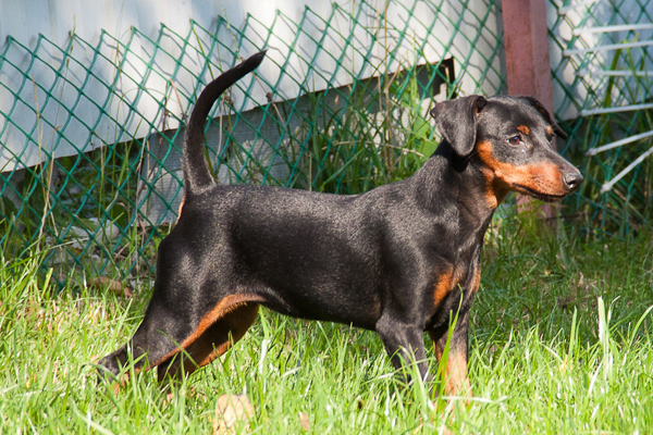 Цвергпинчеры производители