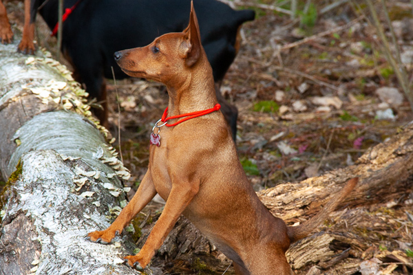 Дополнительные услуги